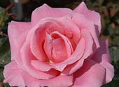 unknow artist Realistic Pink Rose